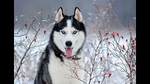 ‏“How sweet are these ski wolves!”😝😝😍😍😍😍😍😍😍😍😍❤️❤️❤️❤️❤️