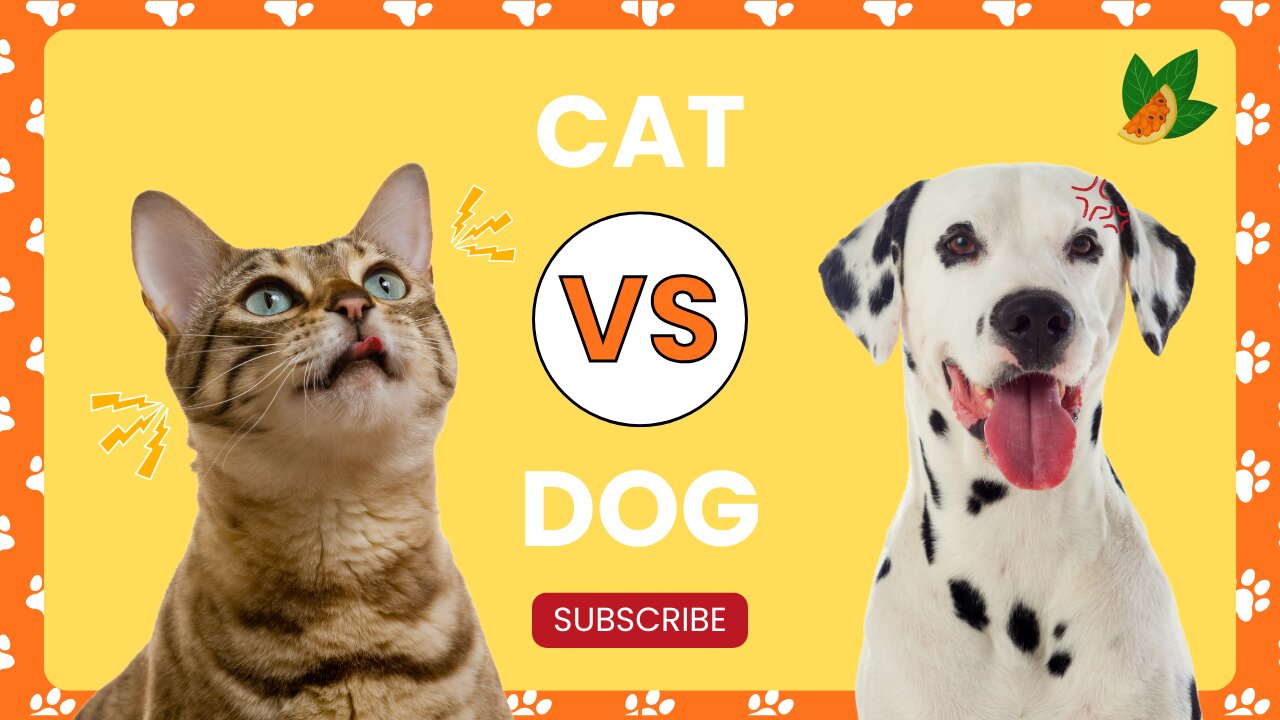 Cat VS Dog Funny Animal Videos