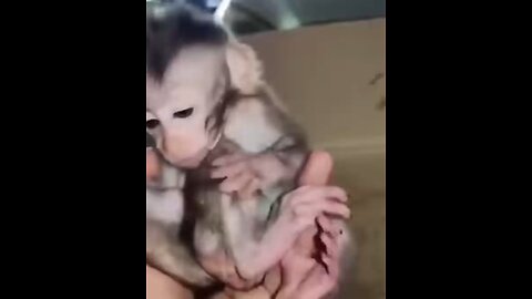 Baby monkey