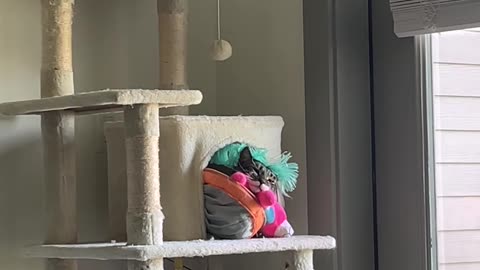 Cat Stuffs Herself Into Cozy Condo