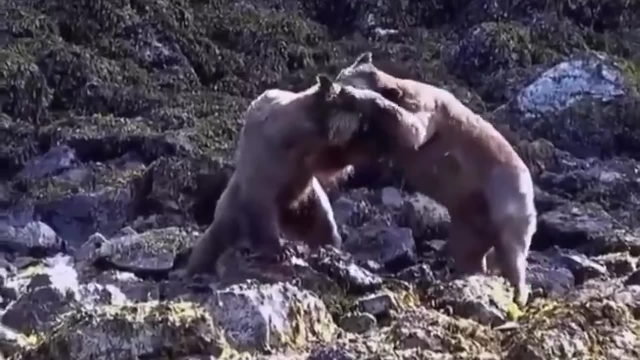For the people who like to say they could take on a bear and win. no you can’t, hope this helps