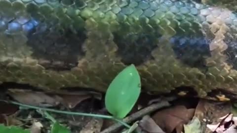 A green Anaconda