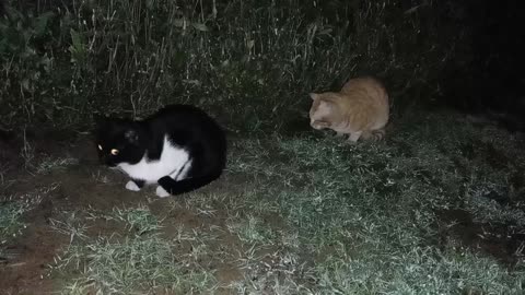Homeless cats in Ras Al Khaimah, UAE: RIHANNA & CHRIS MARTIN #cat #cats #Rihanna #ChrisMartin #pets
