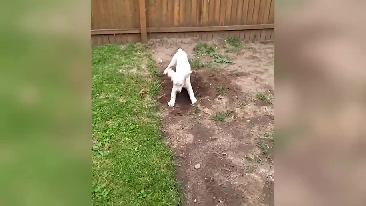 Funny Dog and Cat videos Funniest Pets Compilation
