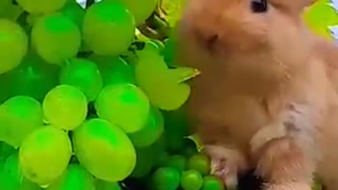 The little rabbit eating juicy grapes