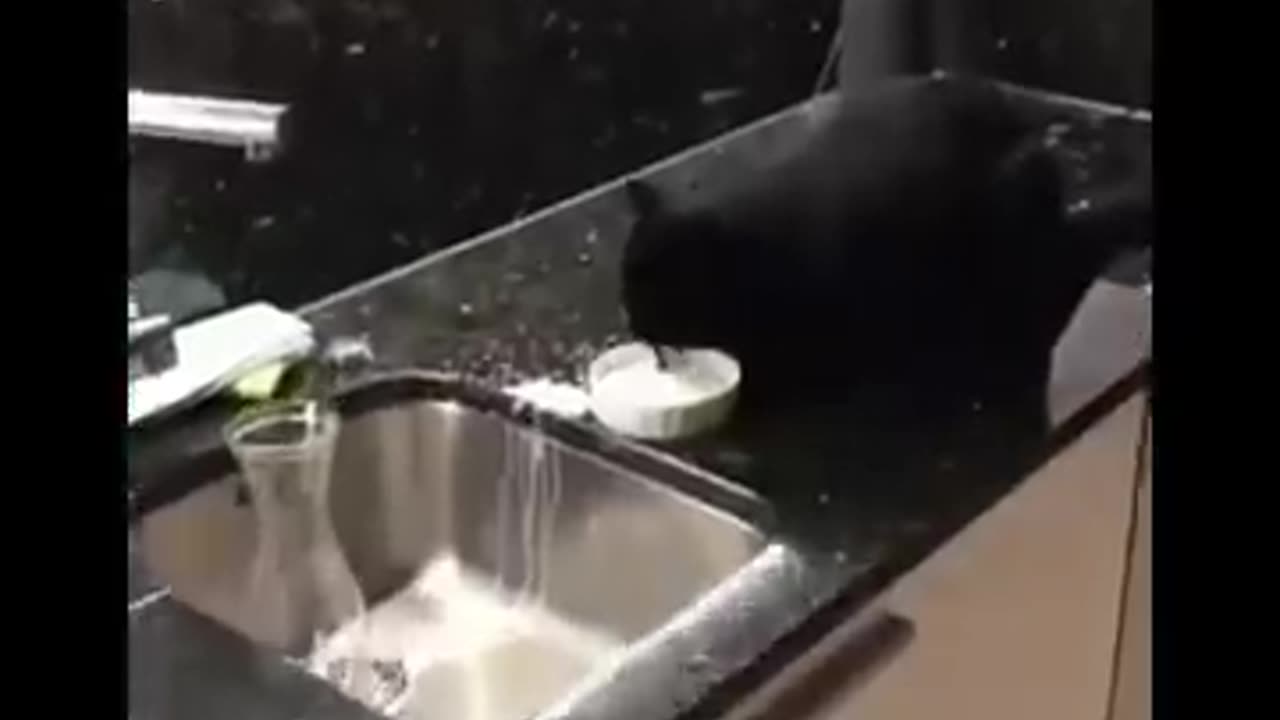 Please Follow , Funniest Animals 🐧 - Best Funny Animal Videos 😁 - Cutest Animals Ever