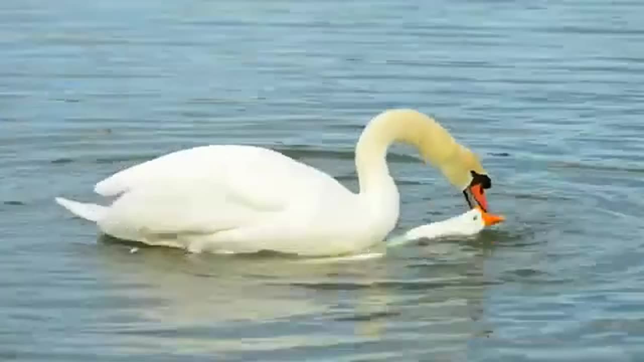 Big Nice White Swans