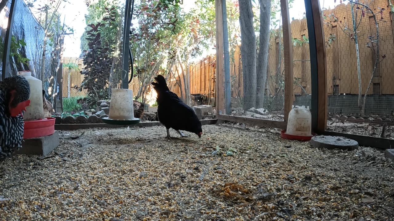 Backyard Chickens Fun Relaxing Footage Sounds Noises Hens Roosters!