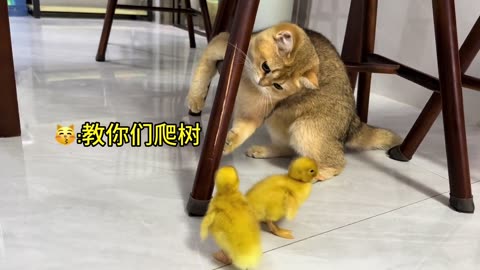 Baby Duck Saved by Cat | Cute and Funny Animal Moments