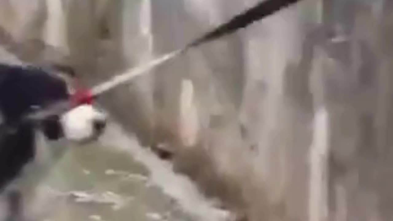 💋Heroic Dog Rescuing His Friend