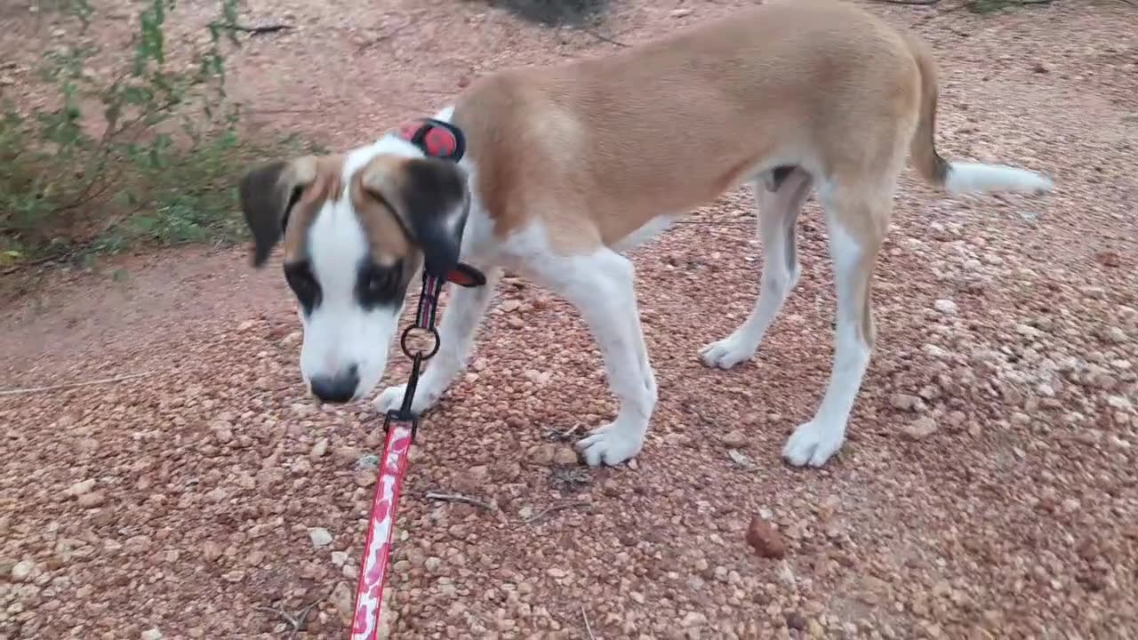 trakino dog