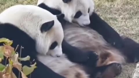 Funny panda #panda #panda🐼 #cute #pandas #funny #funnyvideos