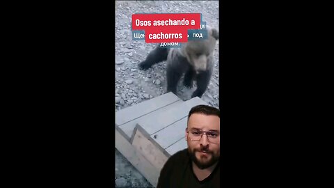 Perritos apenas se salvan de un oso 😱