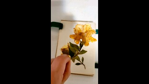 Laminating Pressed Dried Flowers for Crafts or Stickers