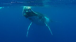 Humpback mother lifts her newborn baby to the surface to breathe