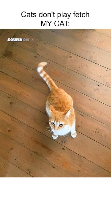 Adorable Kitty Plays Fetch