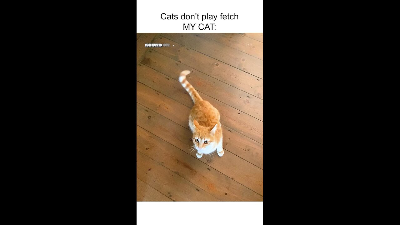 Adorable Kitty Plays Fetch