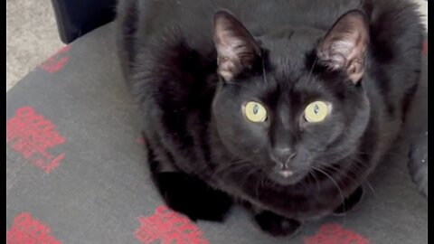 Cute Precious Piper is the Face of Her Business - Adopting a Cat from a Shelter Vlog #shorts