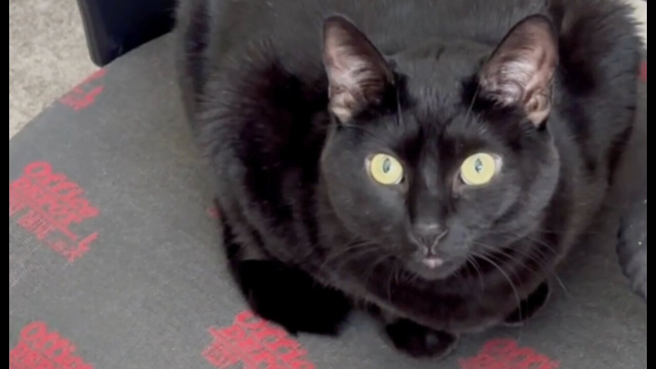 Cute Precious Piper is the Face of Her Business - Adopting a Cat from a Shelter Vlog #shorts