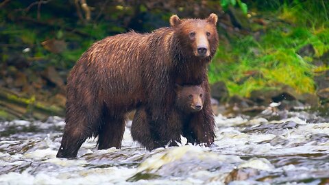 Bear Cub Swept Up In Raging Rapids