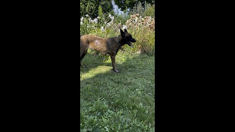 Belgian Malinois Daisy