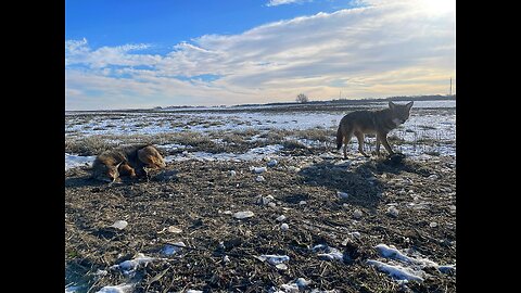 2024 Trapping Season (FREEZING CONDITIONS)