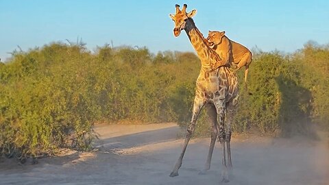 The Majestic Chase: Lion Rides a Giraffe in the Wild"