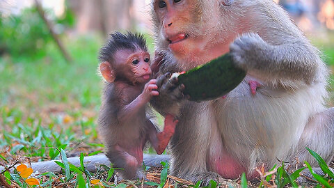 Lovely Moment! BABY BABETTE Asking Watermelon From Mom