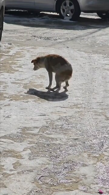 Dogs vibing on Gangam style