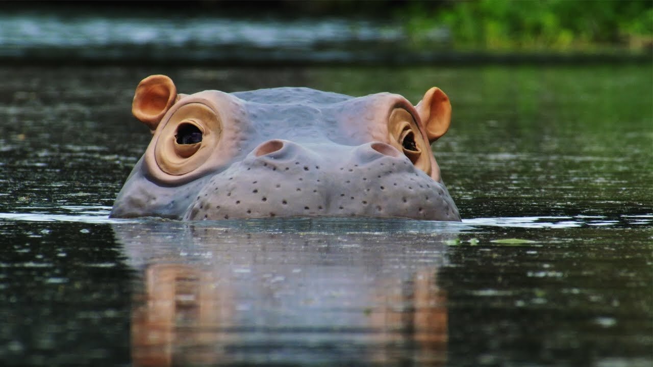 The _Beauty_ Regime of Hippos _ Spy In The Wild