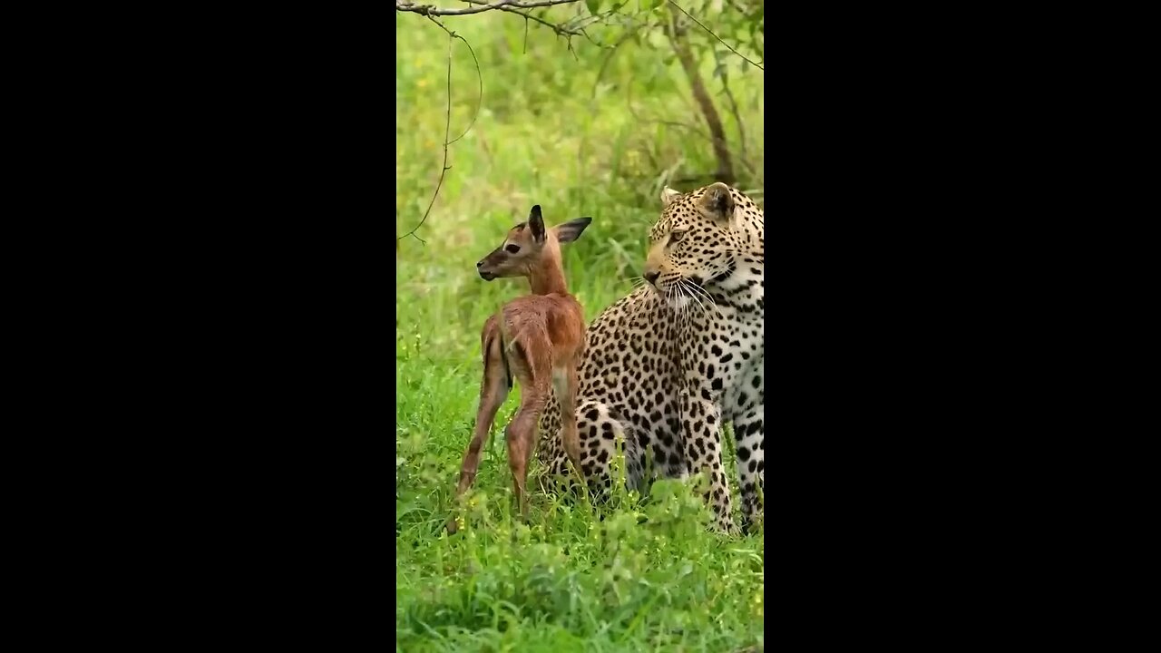 animals attack