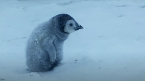 Baby Penguin Must Find Mother Before Freezing | Snow Chick: A Penguin's Tale | BBC Earth