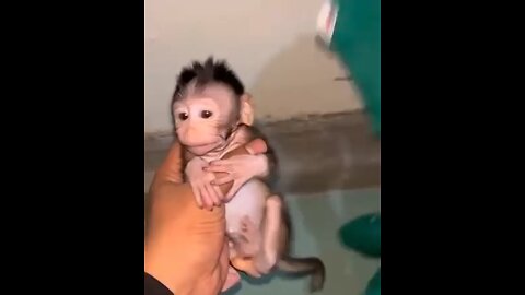 Baby monkey