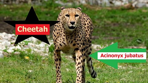 Cheetah-Acinonyx jubatus