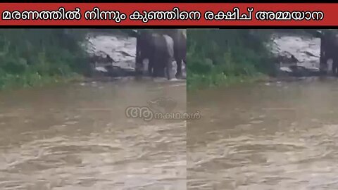 കുഞ്ഞിനെ രക്ഷിച്ചുഅമ്മയാന, Elephants Swept Away from Mother in the River _ BBC Earth