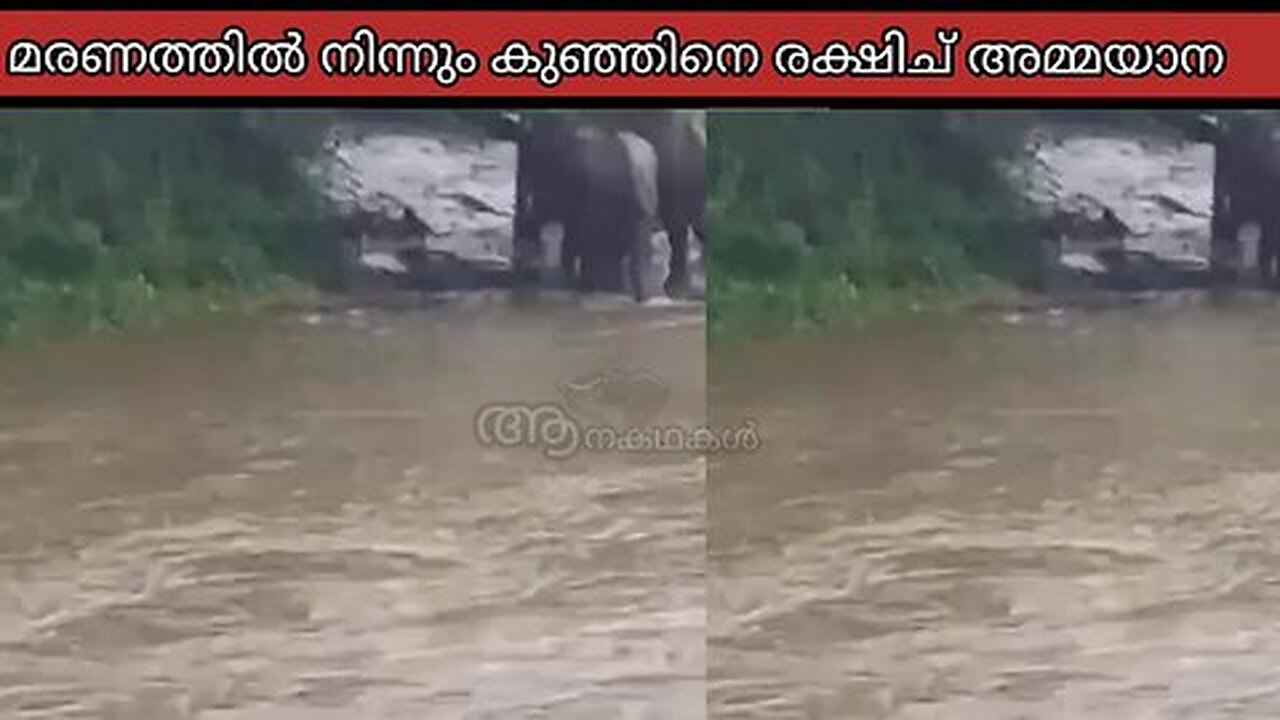 കുഞ്ഞിനെ രക്ഷിച്ചുഅമ്മയാന, Elephants Swept Away from Mother in the River _ BBC Earth