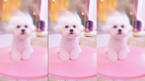 The Ultimate Puppy Makeover: From Fluffy to Fabulous!