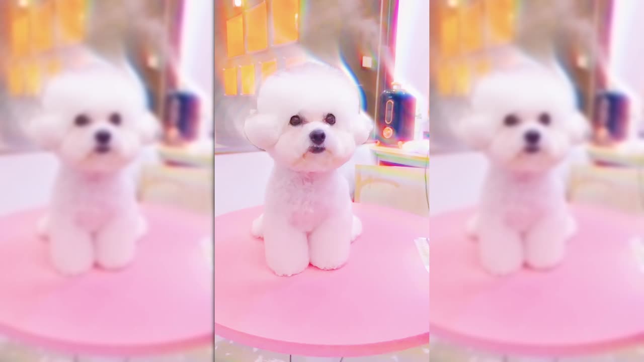 The Ultimate Puppy Makeover: From Fluffy to Fabulous!