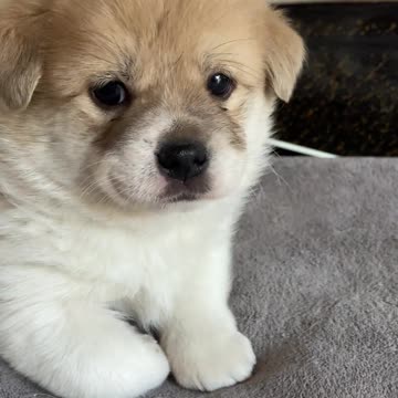 Cute Little Milk Dog