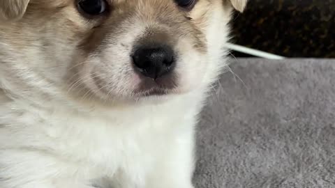 Cute Little Milk Dog