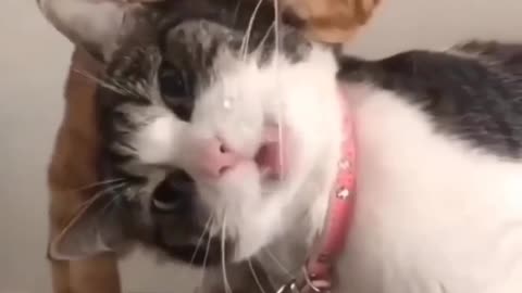 Warning: This Cat Video Will Melt Your Heart! ❤️