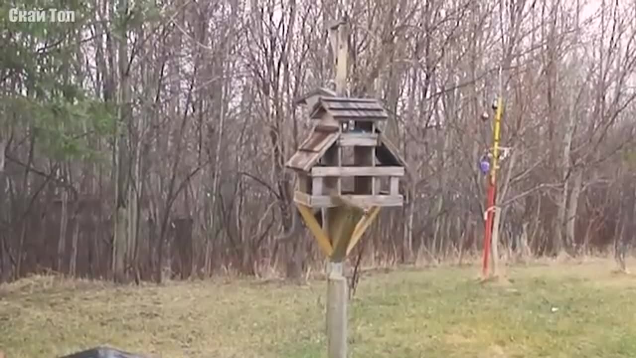 Domestic cats on the hunt