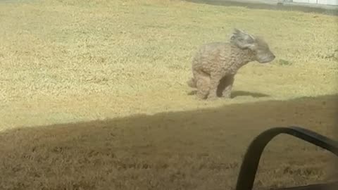 Poodle Struggles To Poop On Windy Day