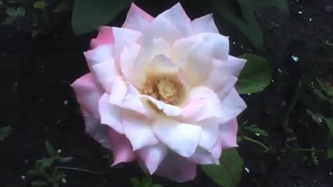 Beautiful peony rose in the garden [Nature & Animals]