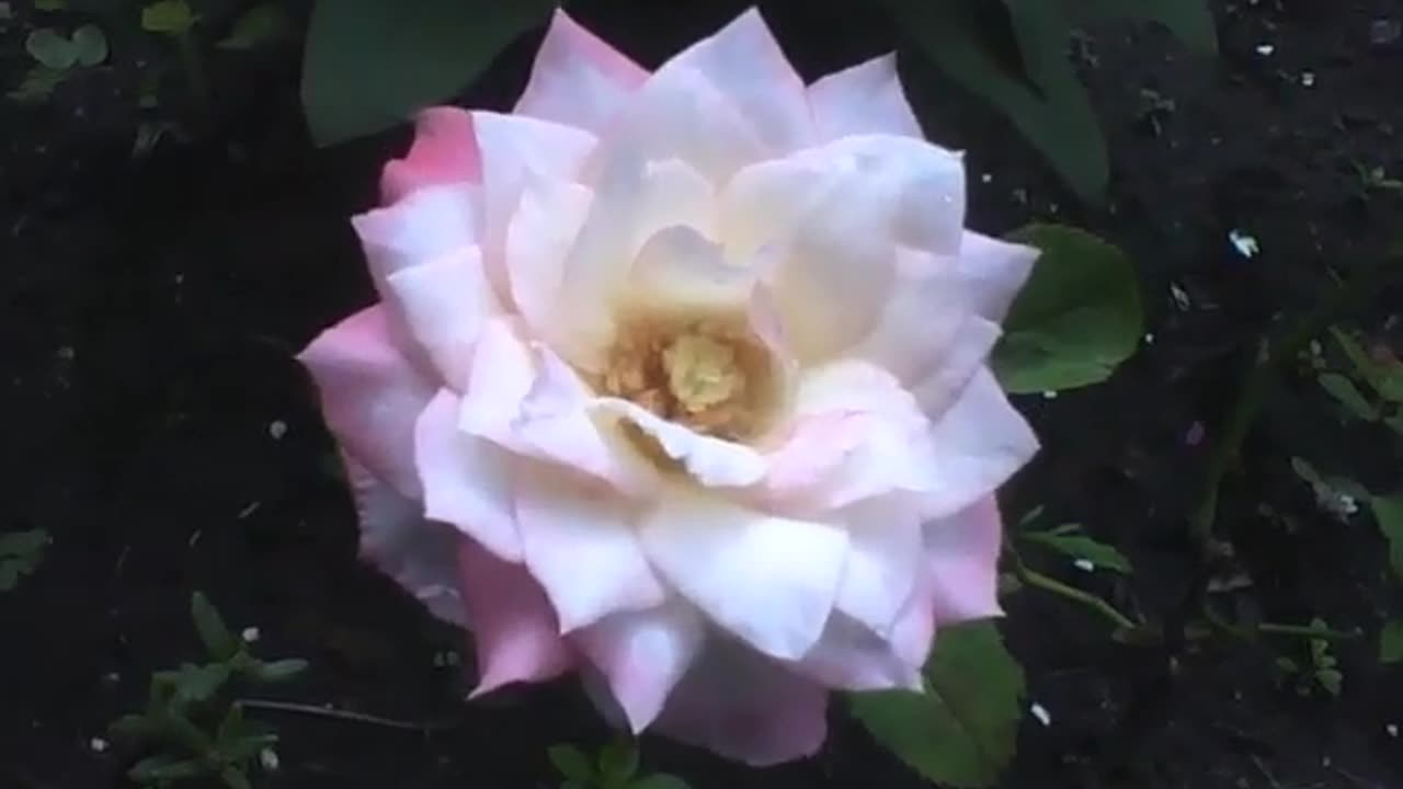 Beautiful peony rose in the garden [Nature & Animals]