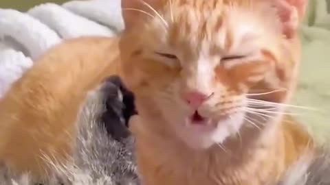 Funny cats and animals videos