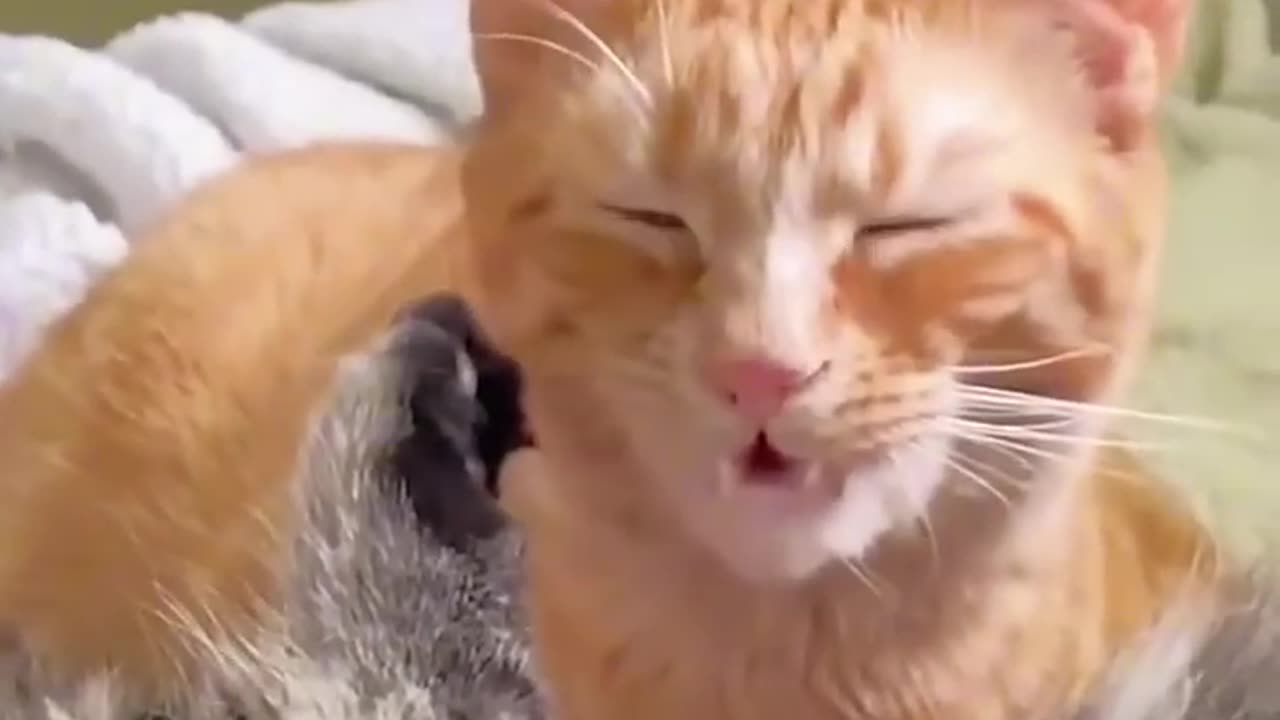 Funny cats and animals videos