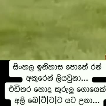 Elephant scrap funniest to bird