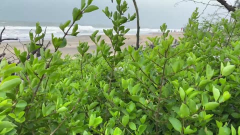 greenish tiny plants with background of beach Full Hd 60Fps