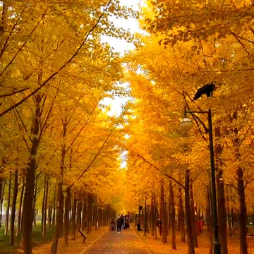 Yellow trees on both sides of the road, nature is beautiful video 2025 skc.com 6